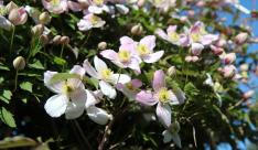 Miniatuur