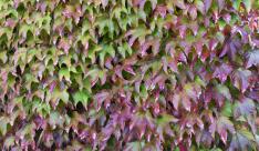Miniatuur