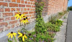 Miniatuur