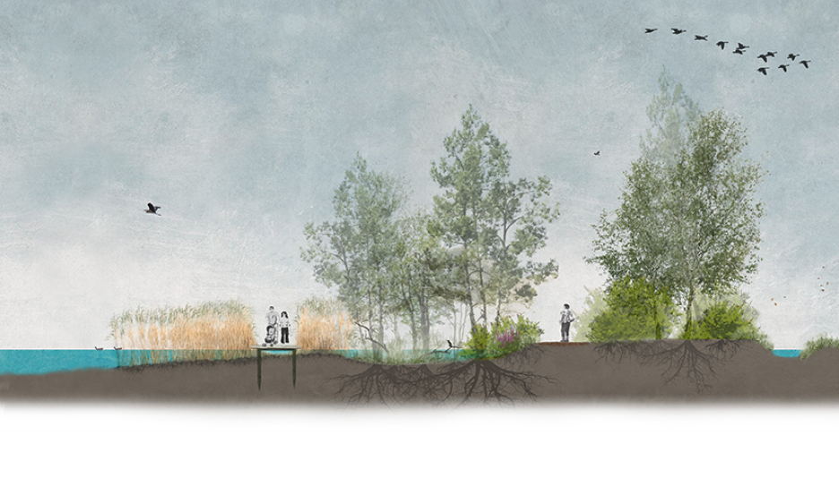 Voorbeeld van een natte en bossige oever met een verbrede oeverzone Voorbeeld van een natte en bossige oever met een verbrede oeverzone