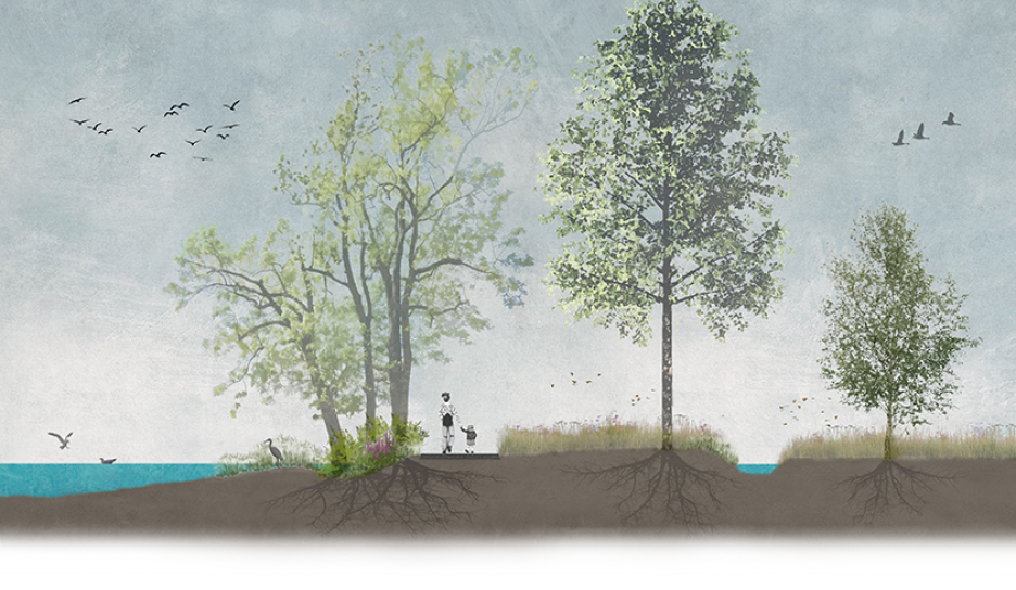 Voorbeeld van een natte en droge oever met solitaire bomen Voorbeeld van een natte en droge oever met solitaire bomen