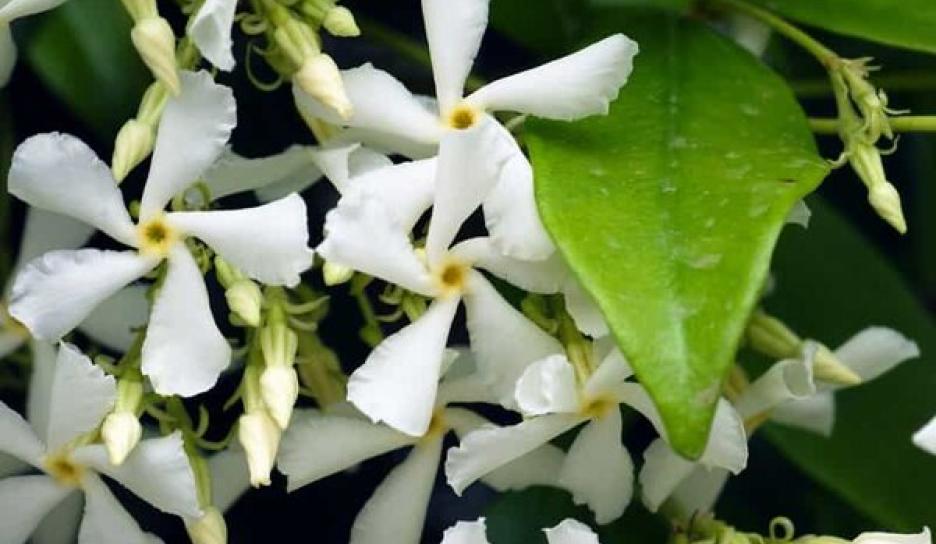 Toscaanse sterjasmijn