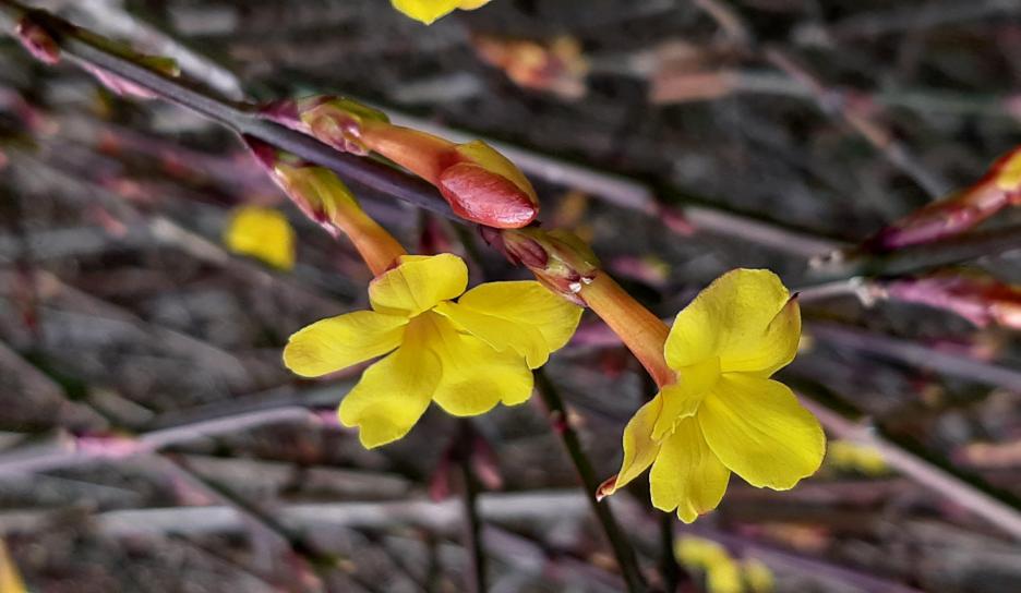 Winterjasmijn