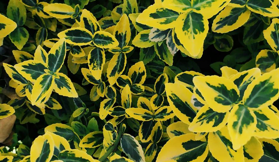 Japanse kardinaalsmuts