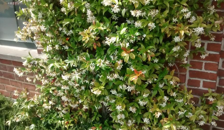 Toscaanse sterjasmijn