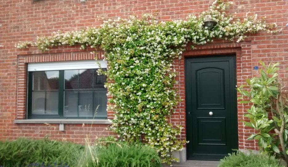 Toscaanse sterjasmijn